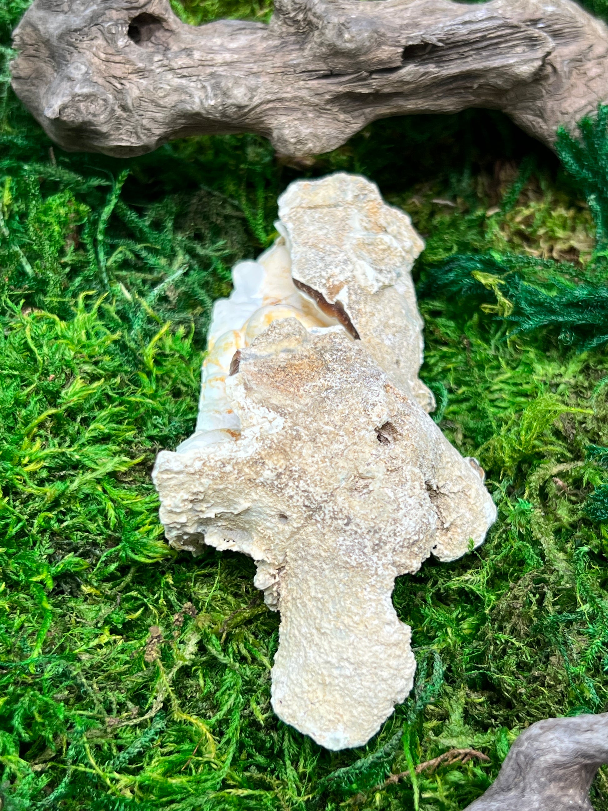 Agatized Florida Fossil Coral