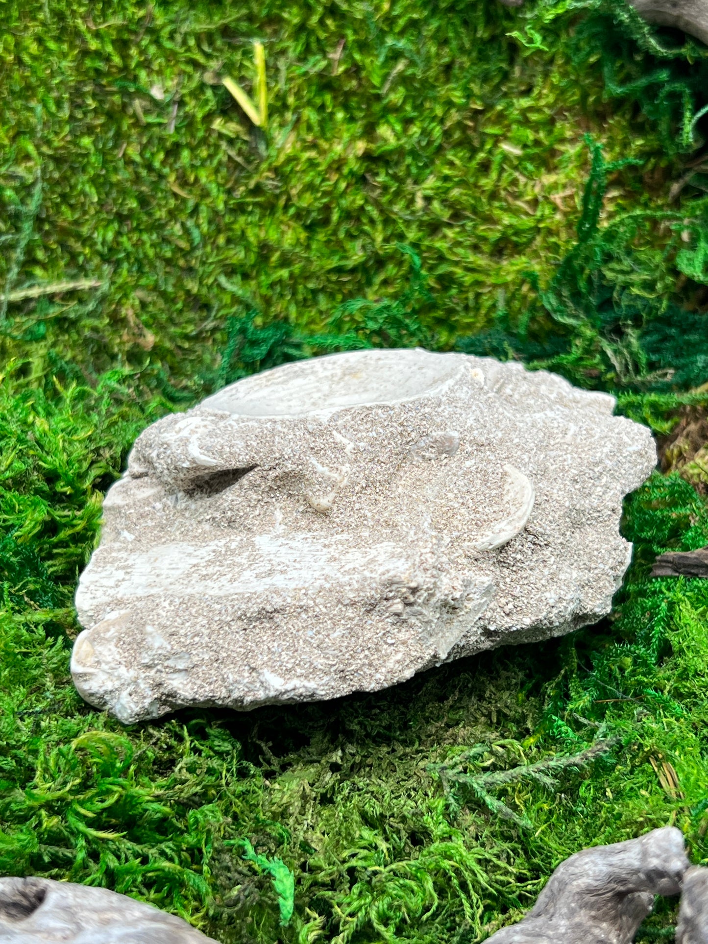 Otodus Shark Vertebrae Fossil from Morocco