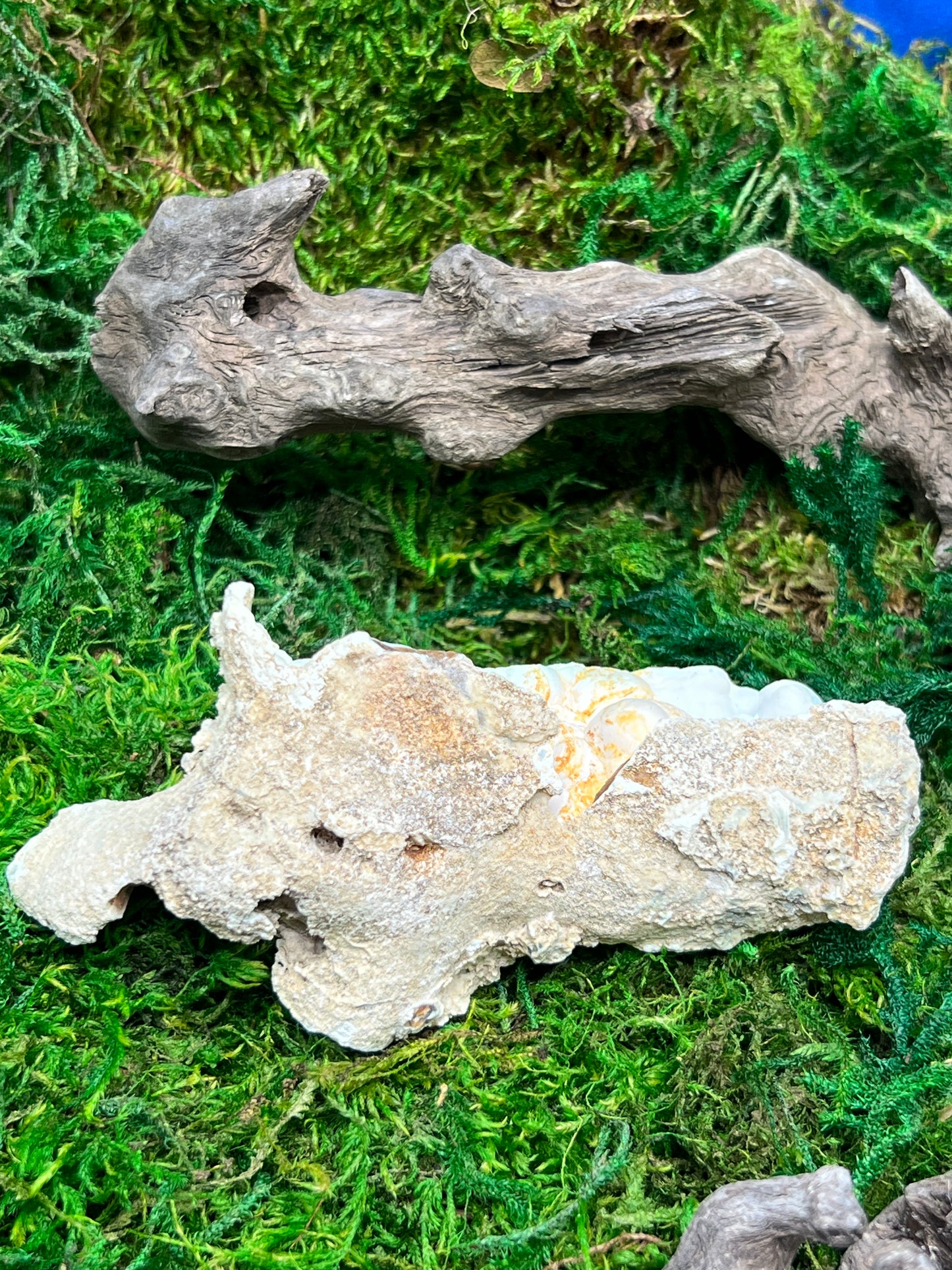 Agatized Florida Fossil Coral