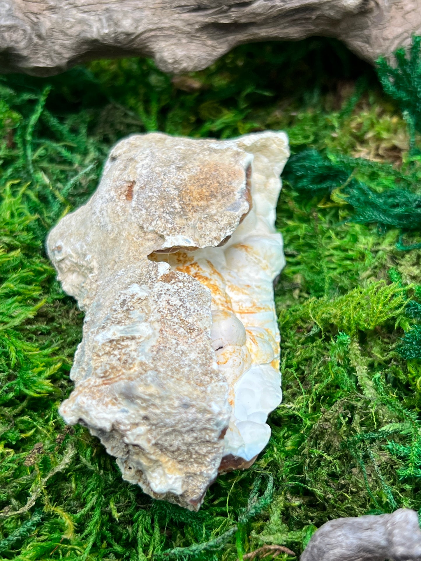 Agatized Fossil Coral