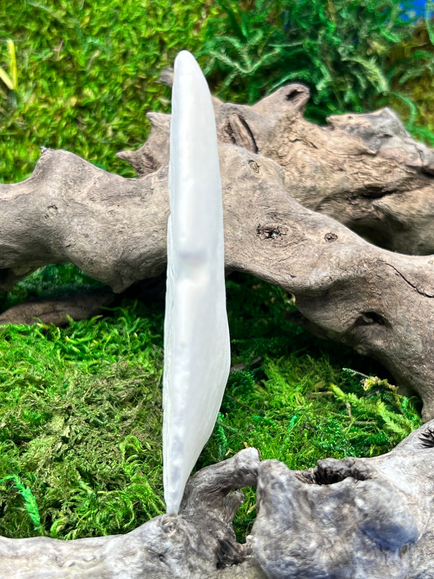 Natural Sand Dollar - Unique Marine Specimen