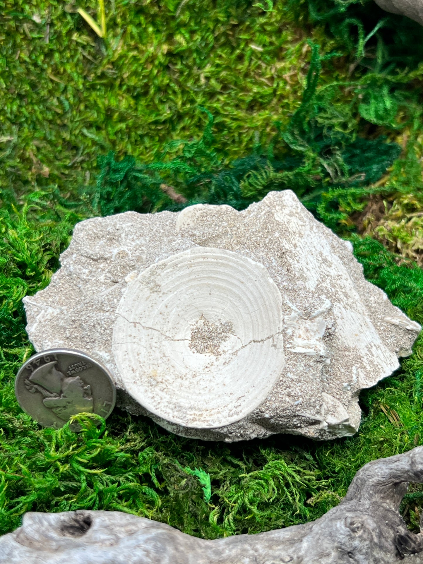 Otodus Shark Vertebrae Fossil from Morocco