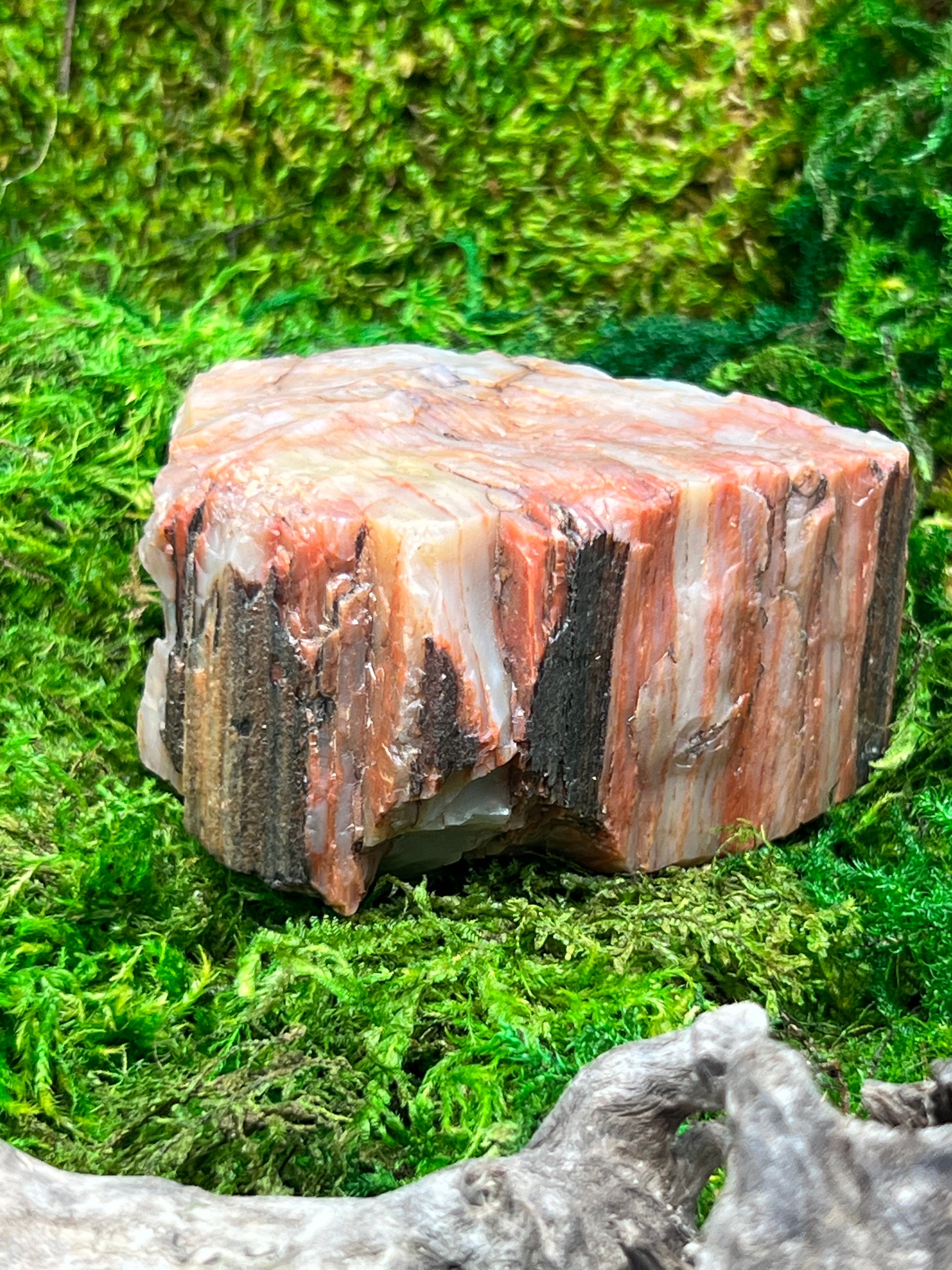 Natural Petrified Wood from Arizona