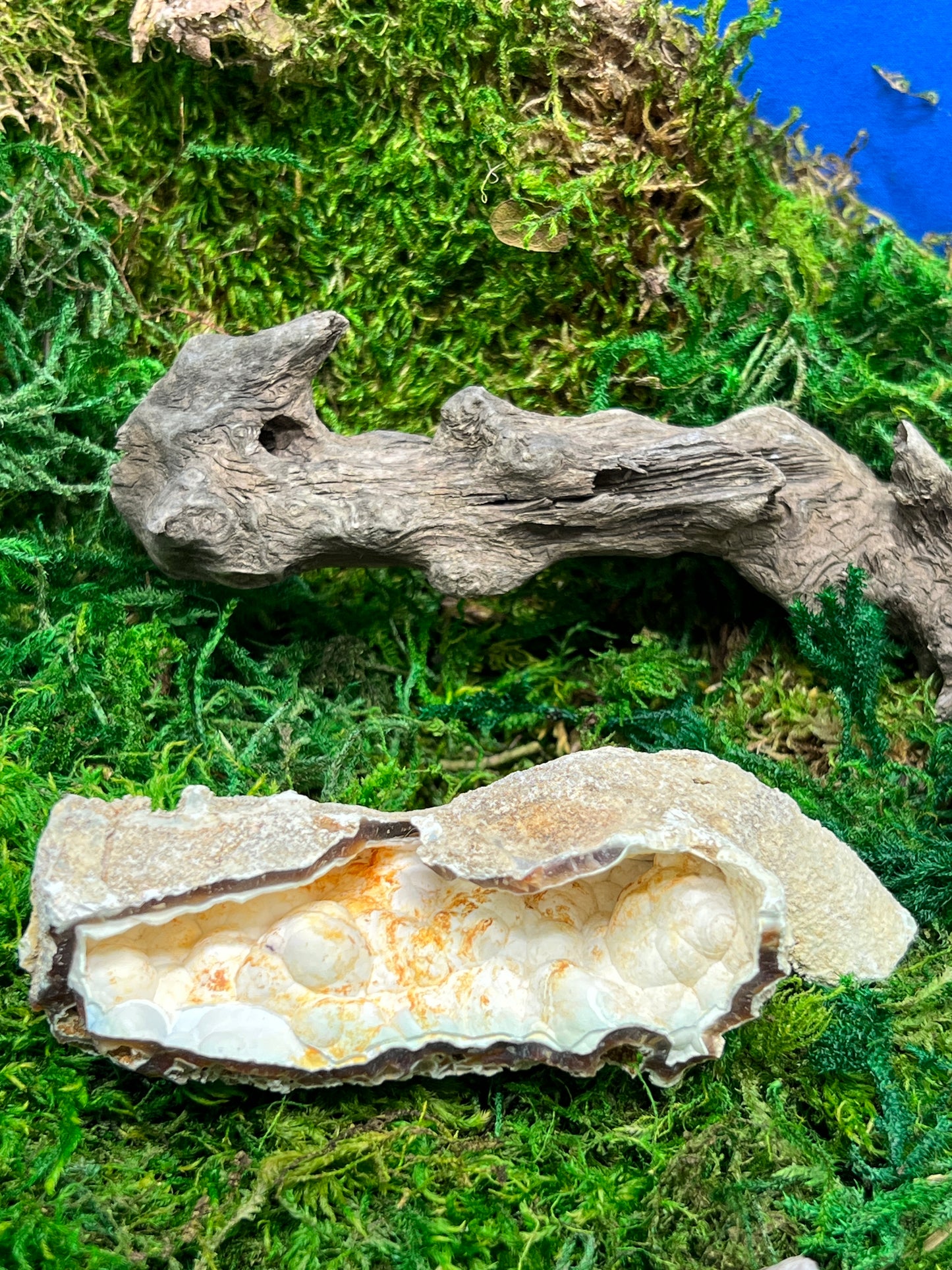 Agatized Fossil Coral