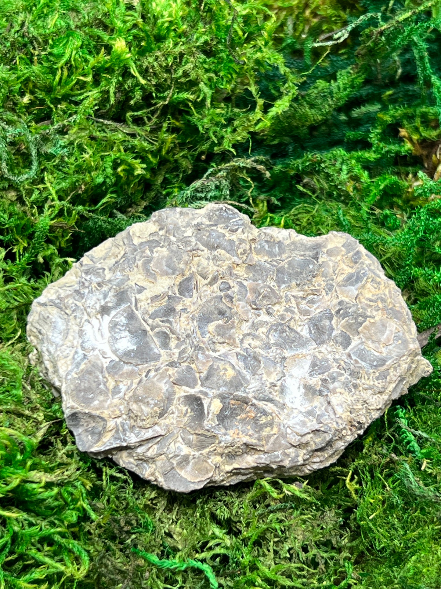 Sowerbyella Clarksvillensis Articulated Brachiopod Fossil