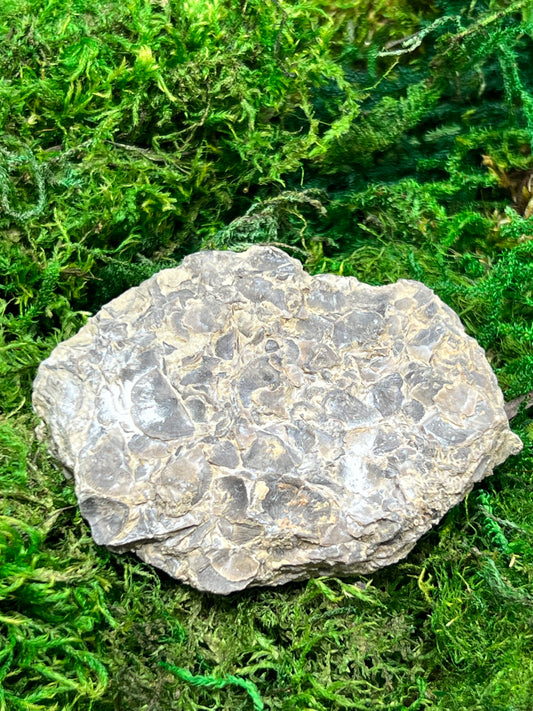 Sowerbyella Clarksvillensis Articulated Brachiopod Fossil