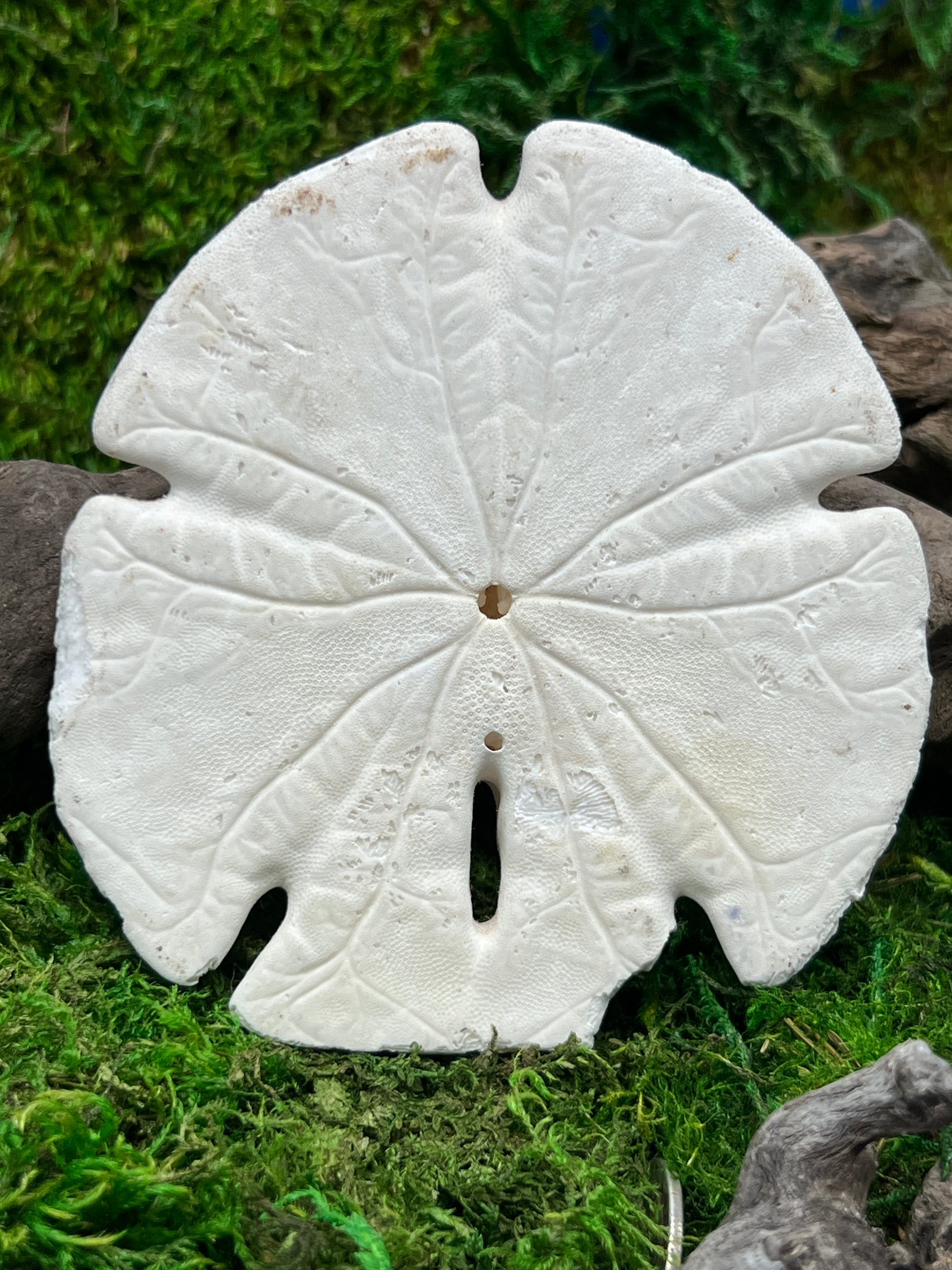 Natural Sand Dollar - Unique Marine Specimen