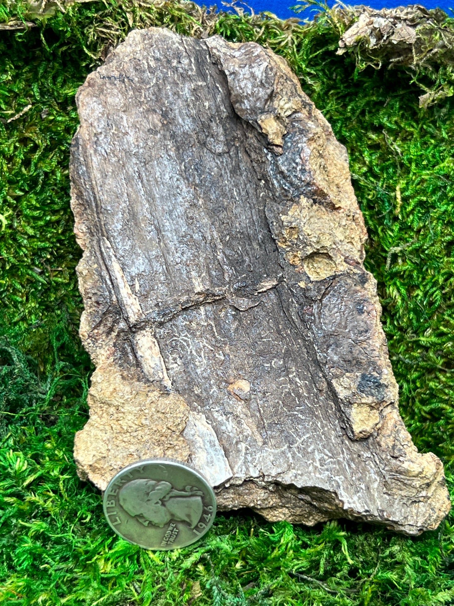 Split Petrified Wood from Morrison Formation