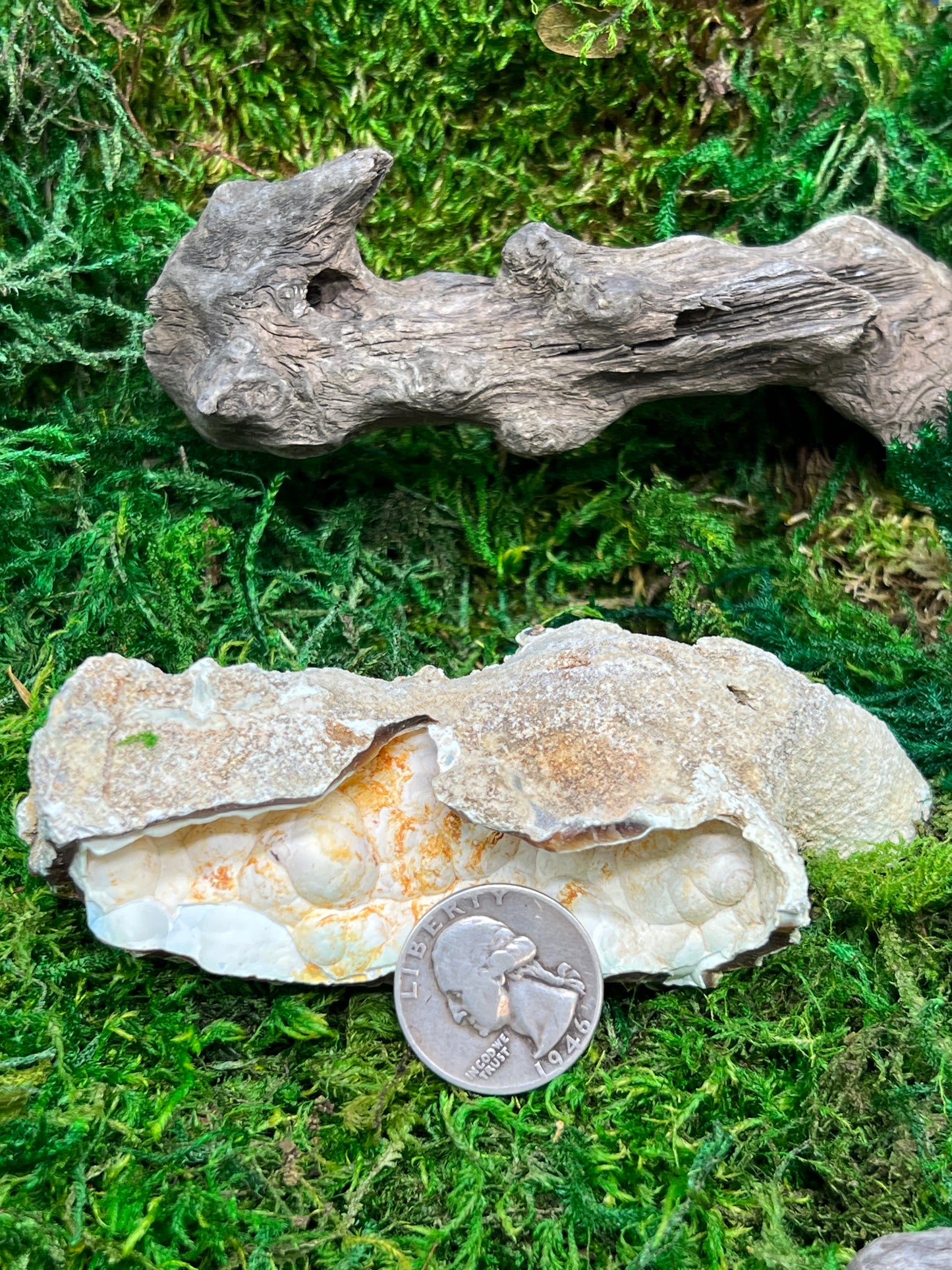 Agatized Fossil Coral