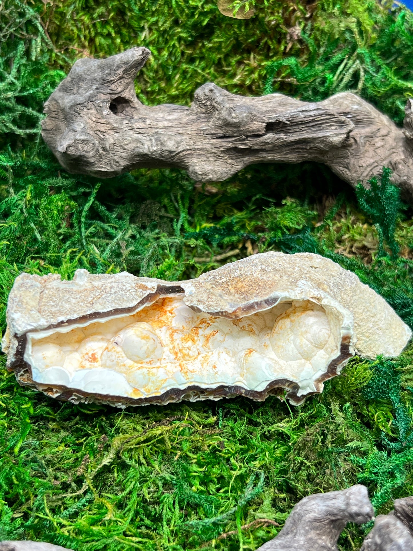 Agatized Fossil Coral