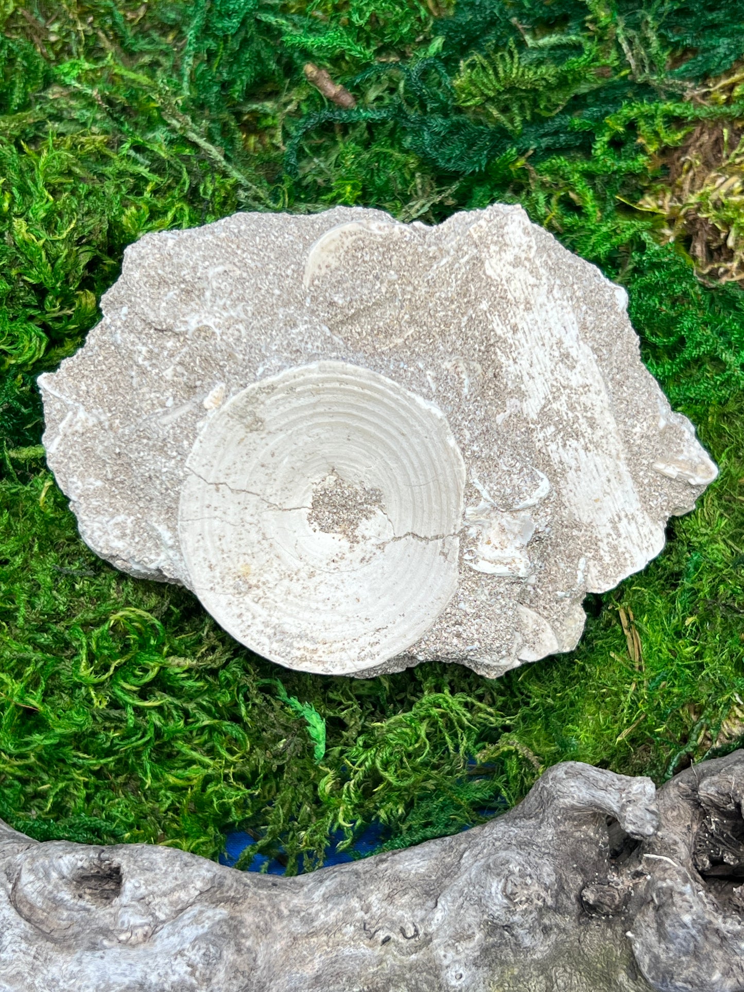 Otodus Shark Vertebrae Fossil from Morocco