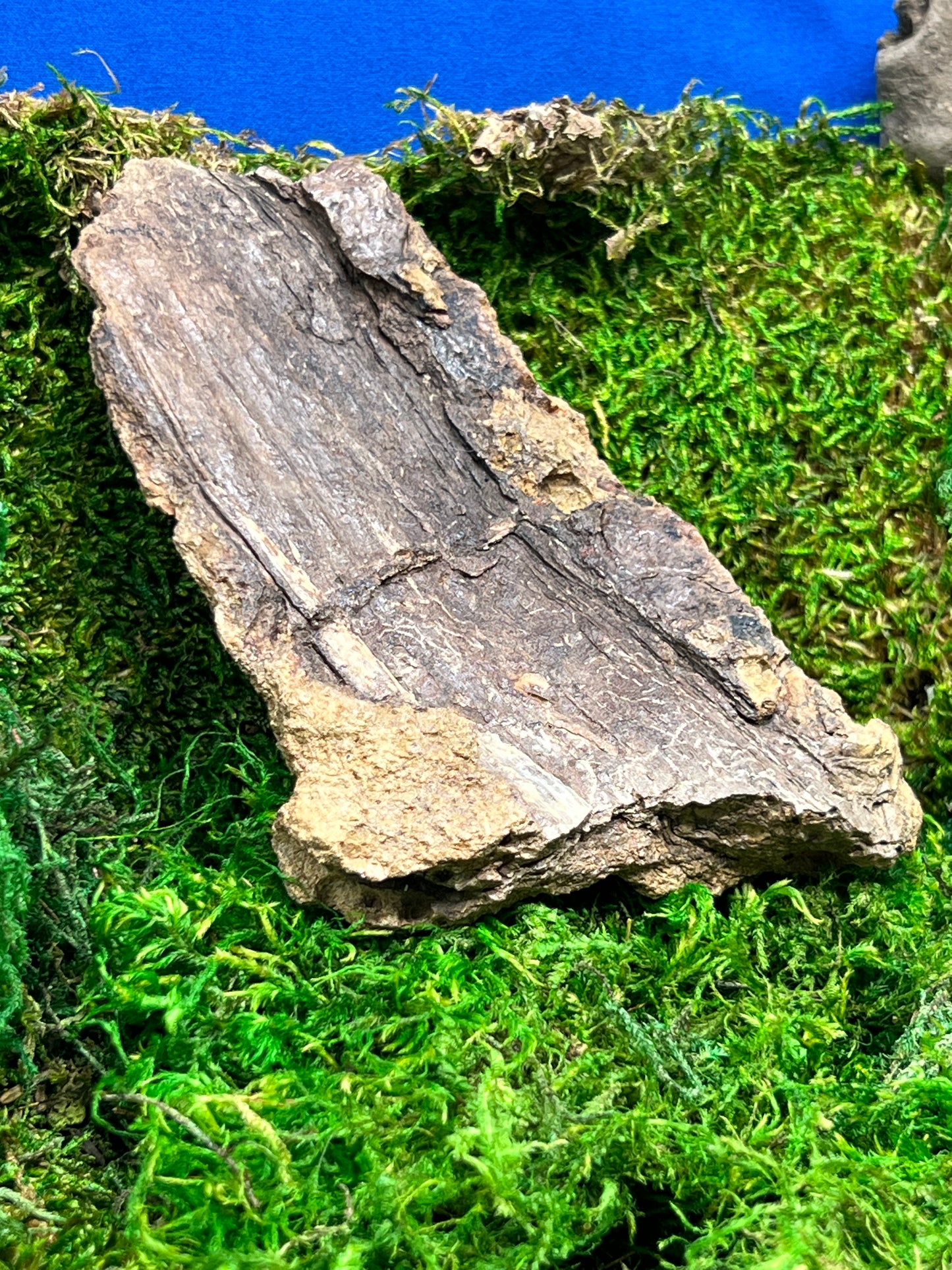 Split Petrified Wood from Morrison Formation