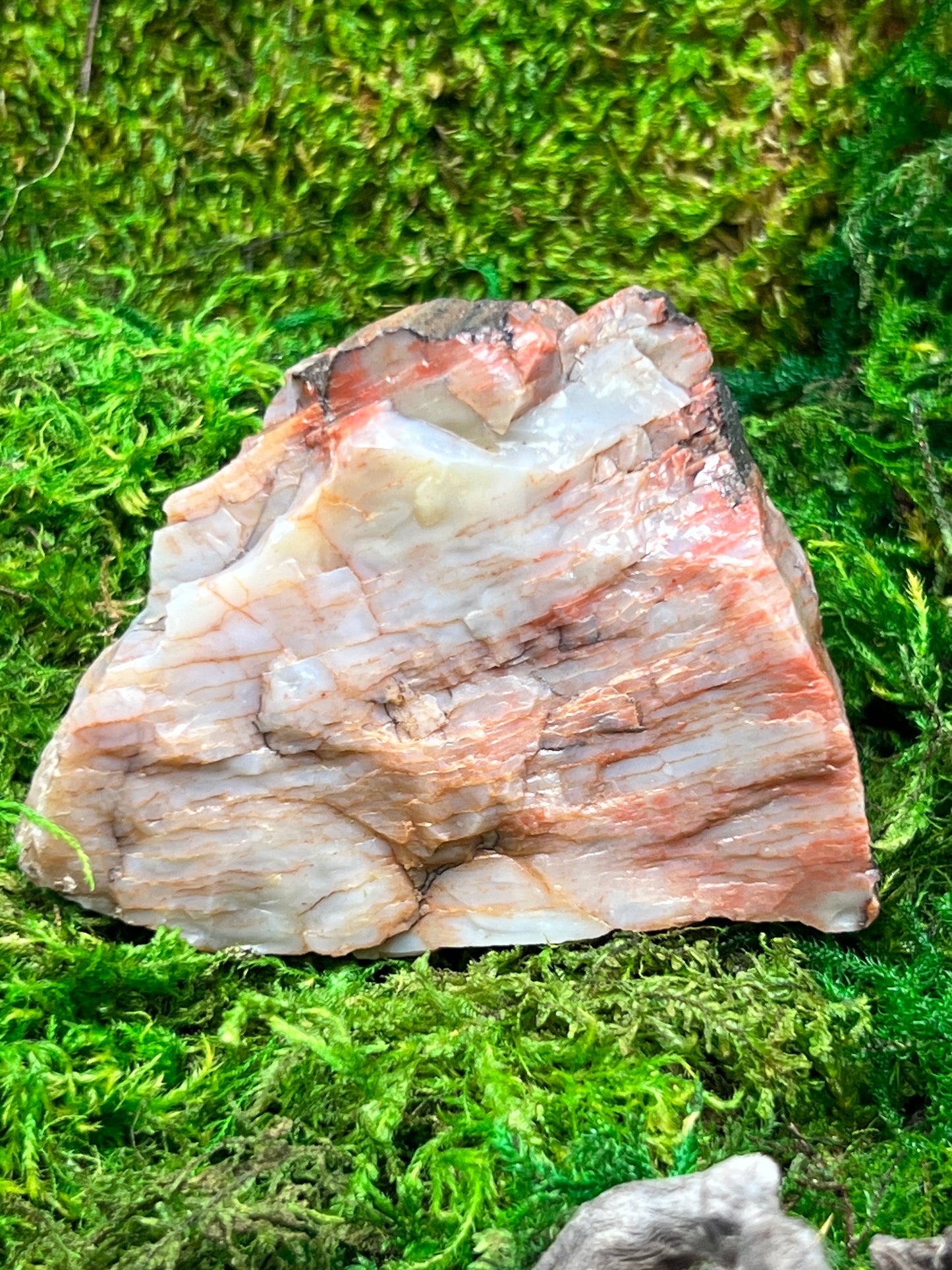 Natural Petrified Wood from Arizona