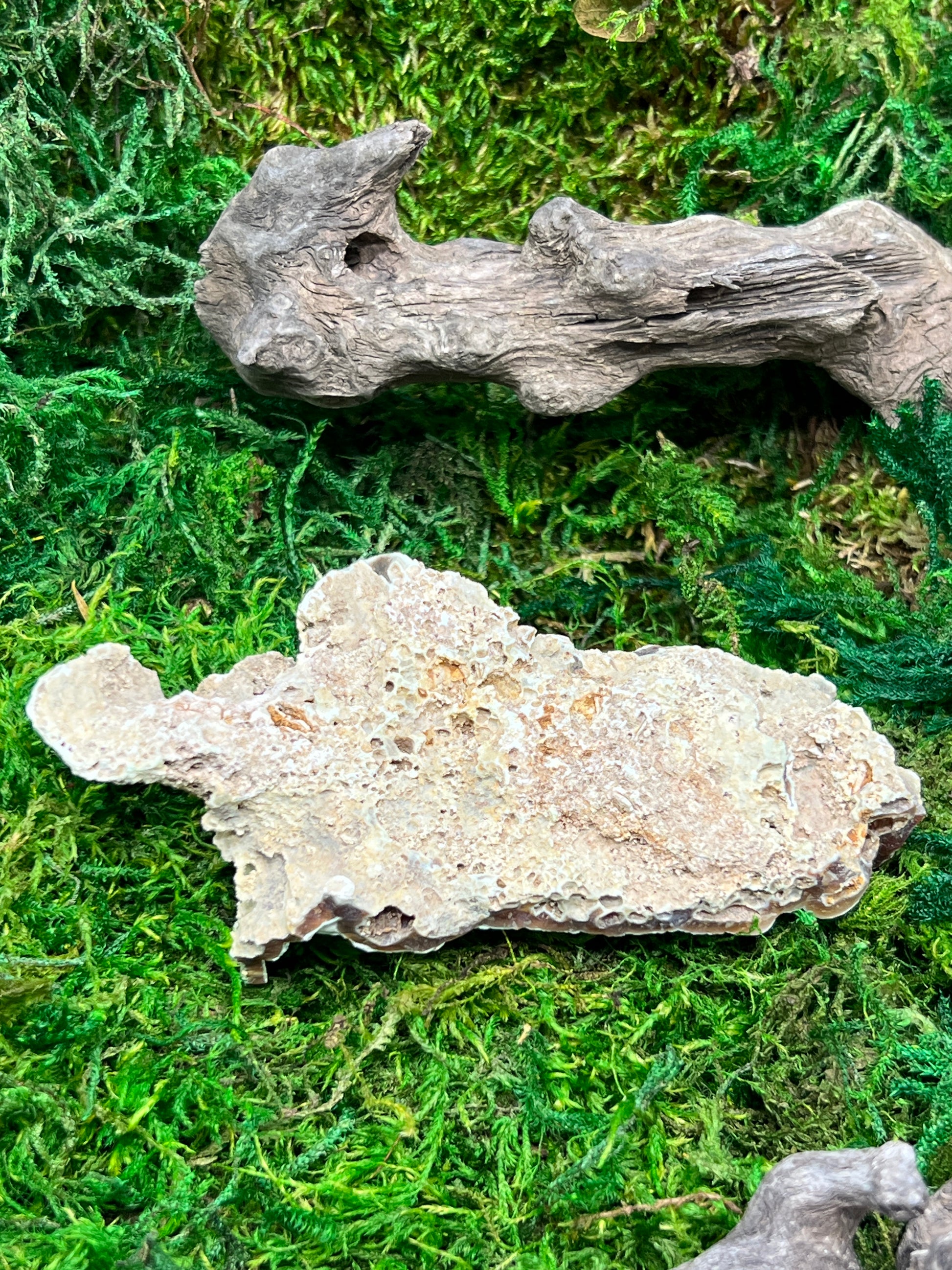 Agatized Florida Fossil Coral