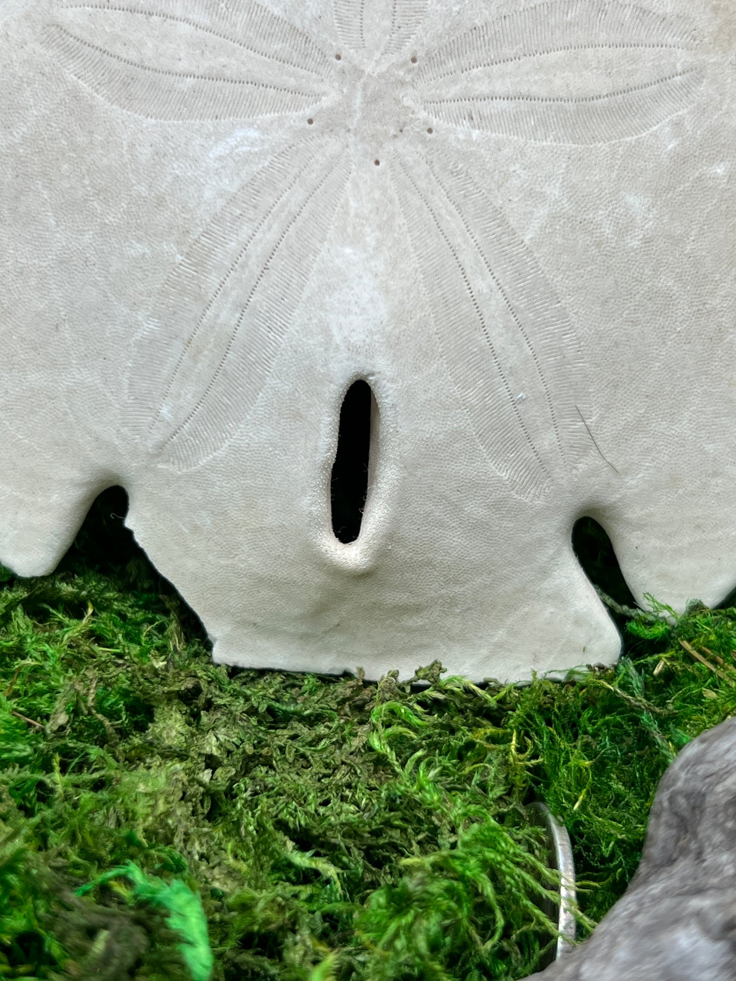 Natural Sand Dollar - Unique Marine Specimen