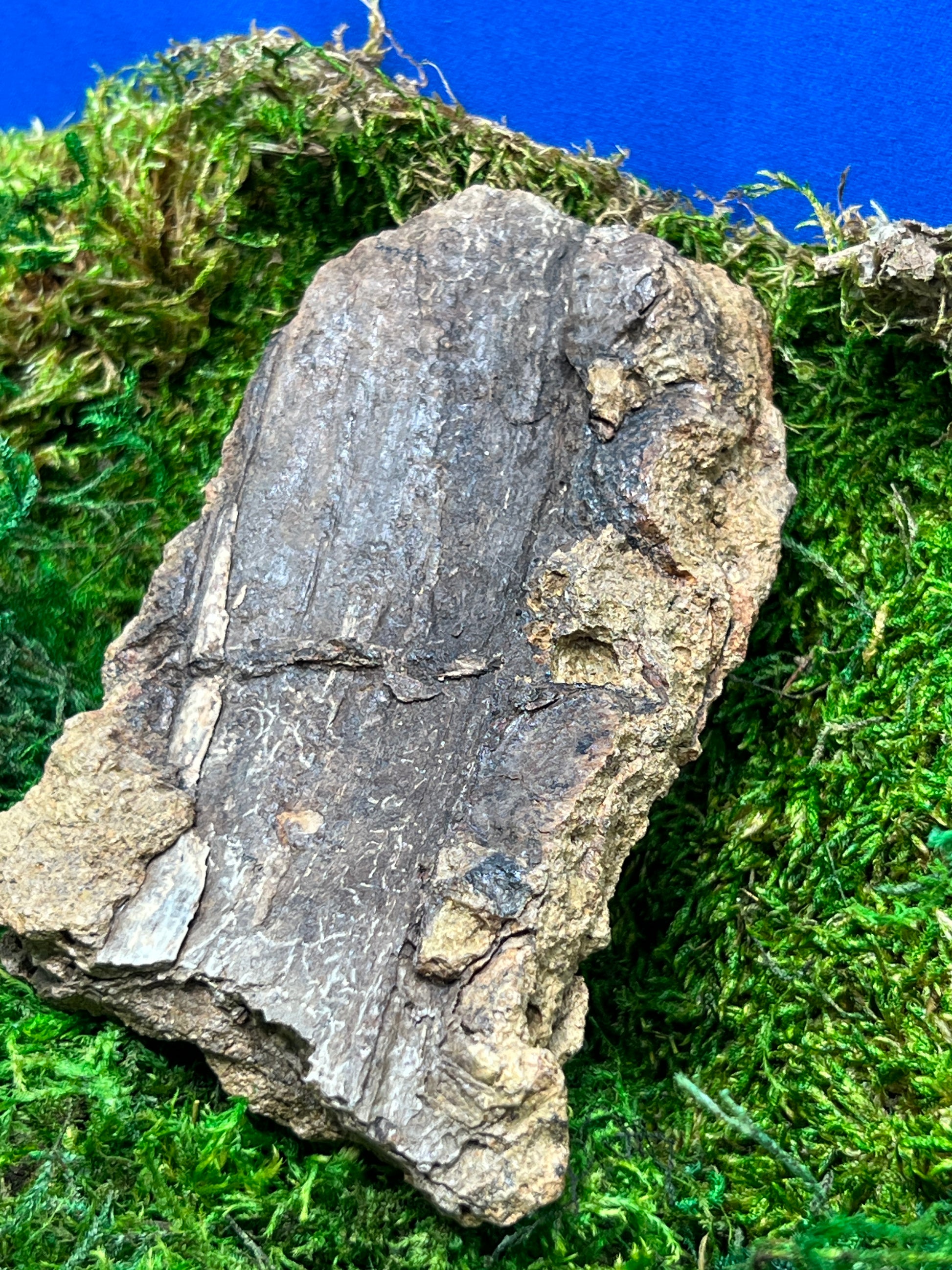 Split Petrified Wood from Morrison Formation