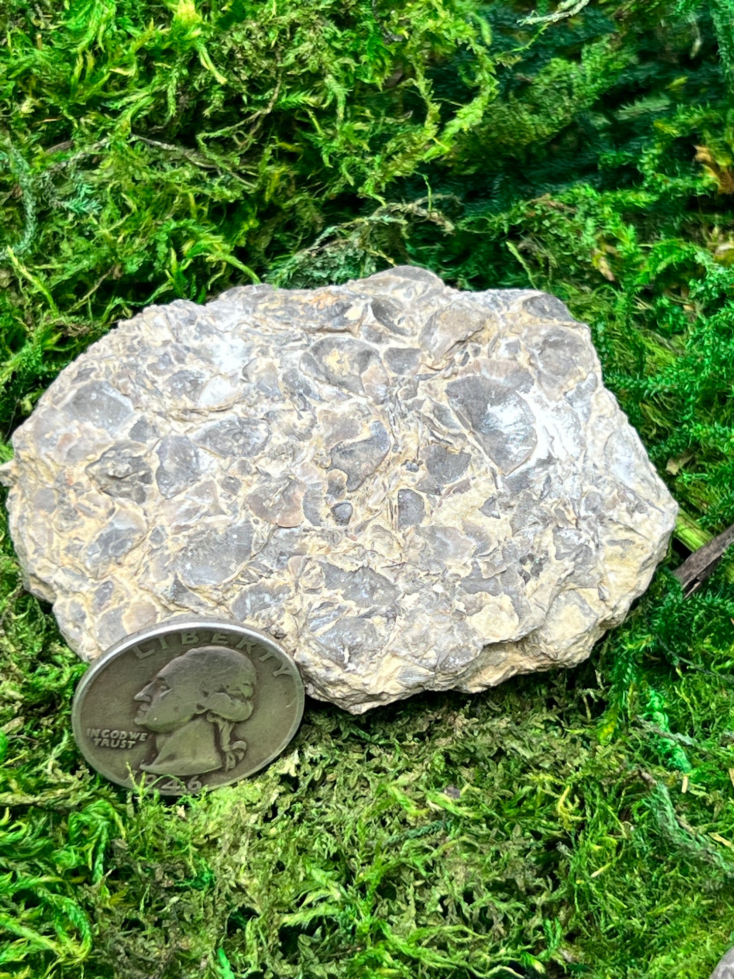 Sowerbyella Clarksvillensis Articulated Brachiopod Fossil