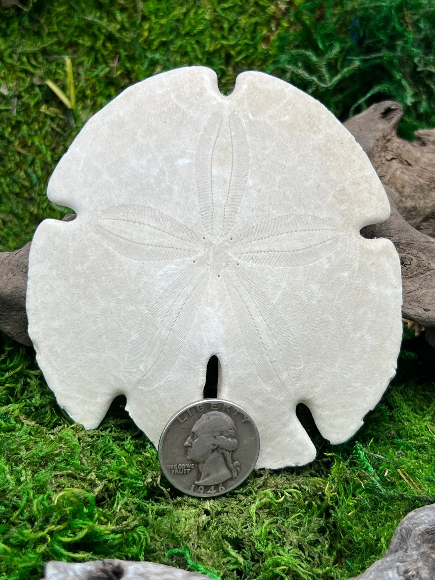 Natural Sand Dollar - Unique Marine Specimen