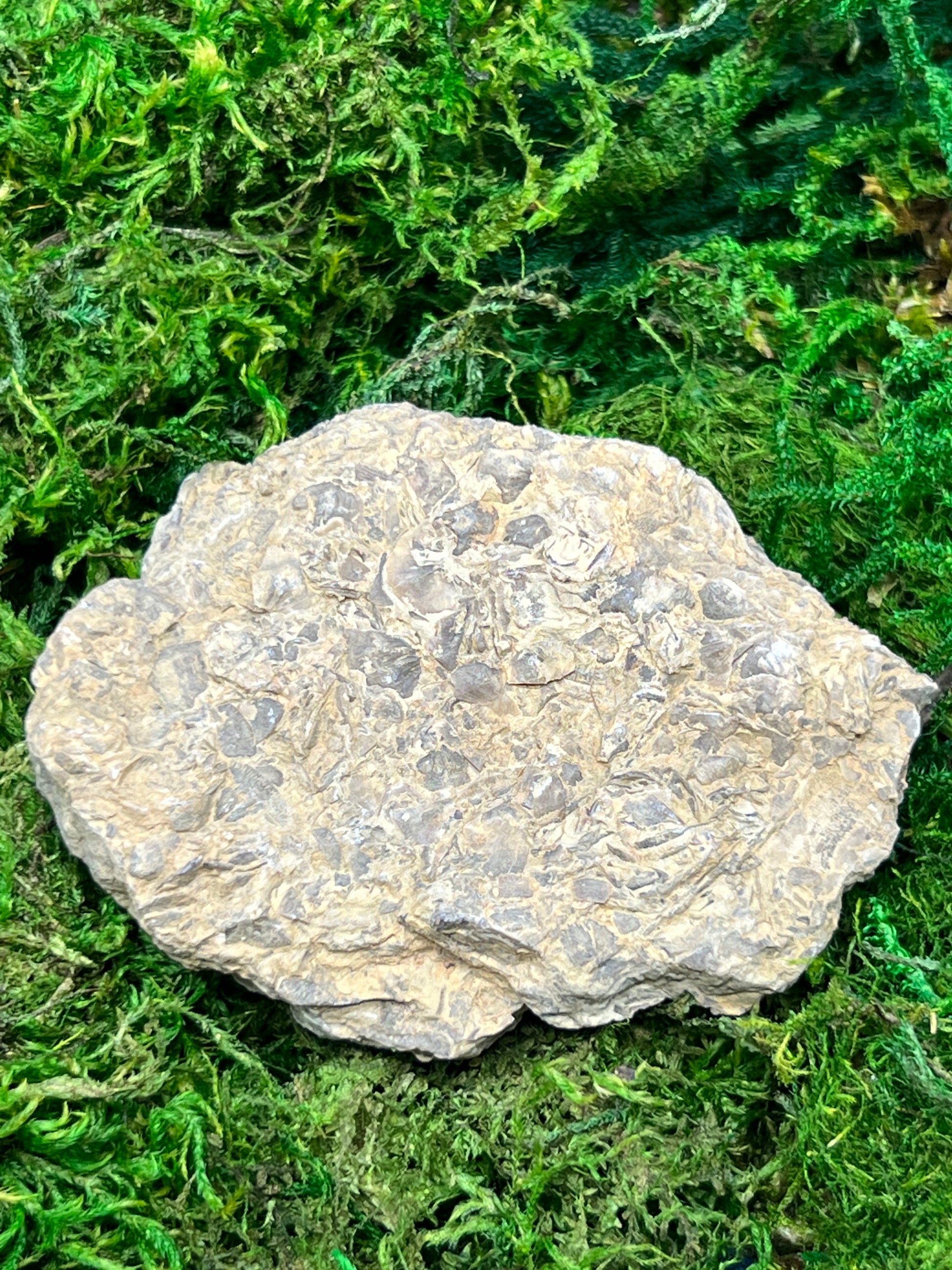 Sowerbyella Clarksvillensis Articulated Brachiopod Fossil