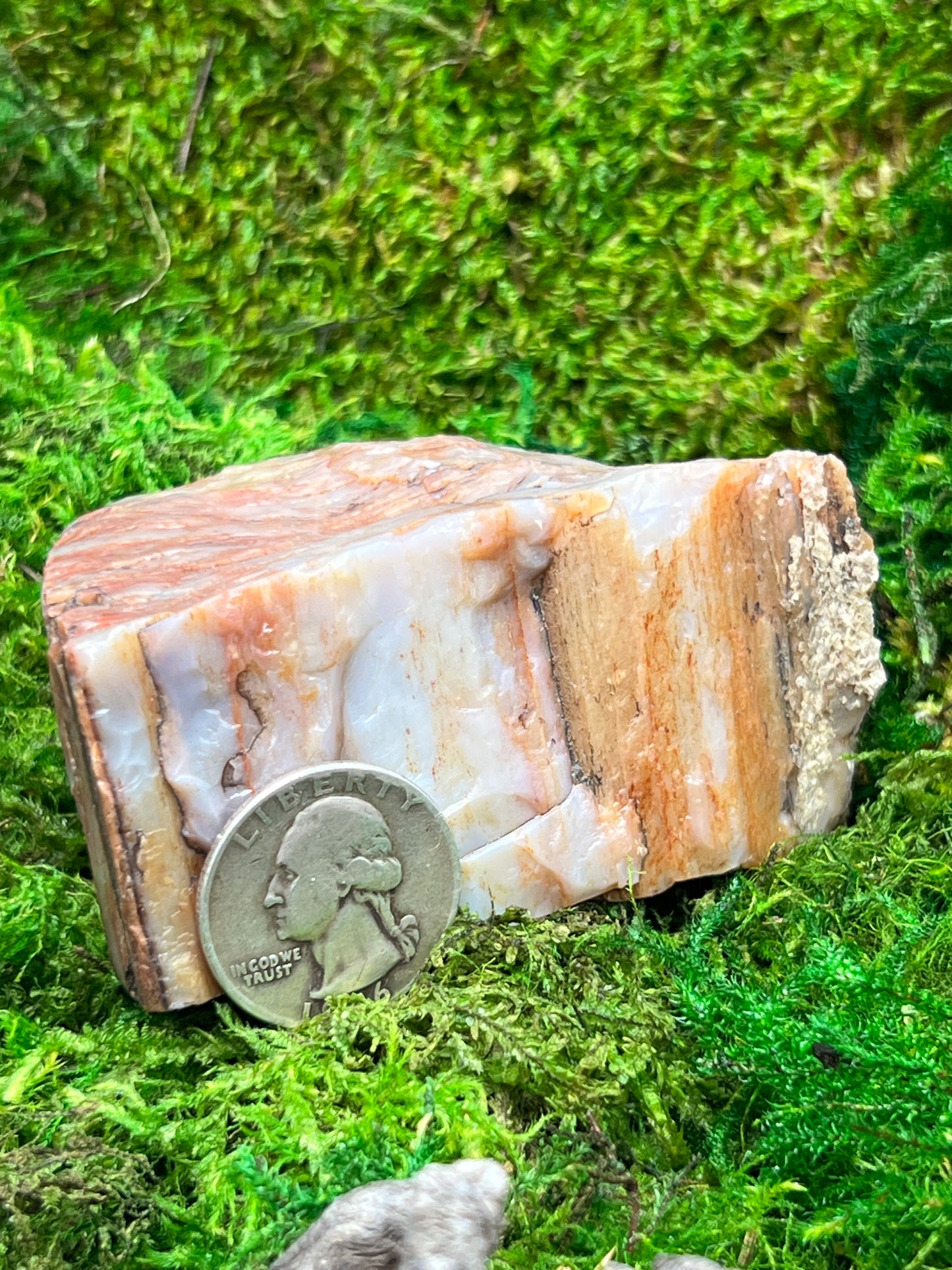 Natural Petrified Wood from Arizona