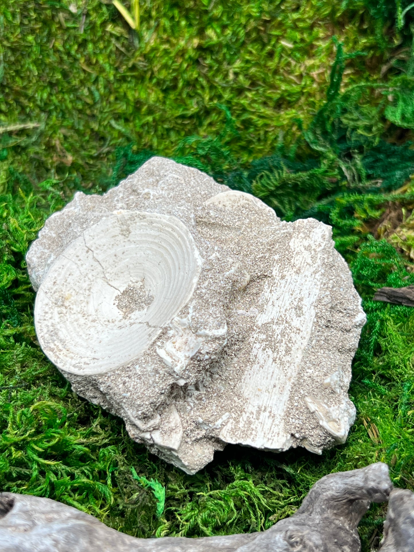 Otodus Shark Vertebrae Fossil from Morocco