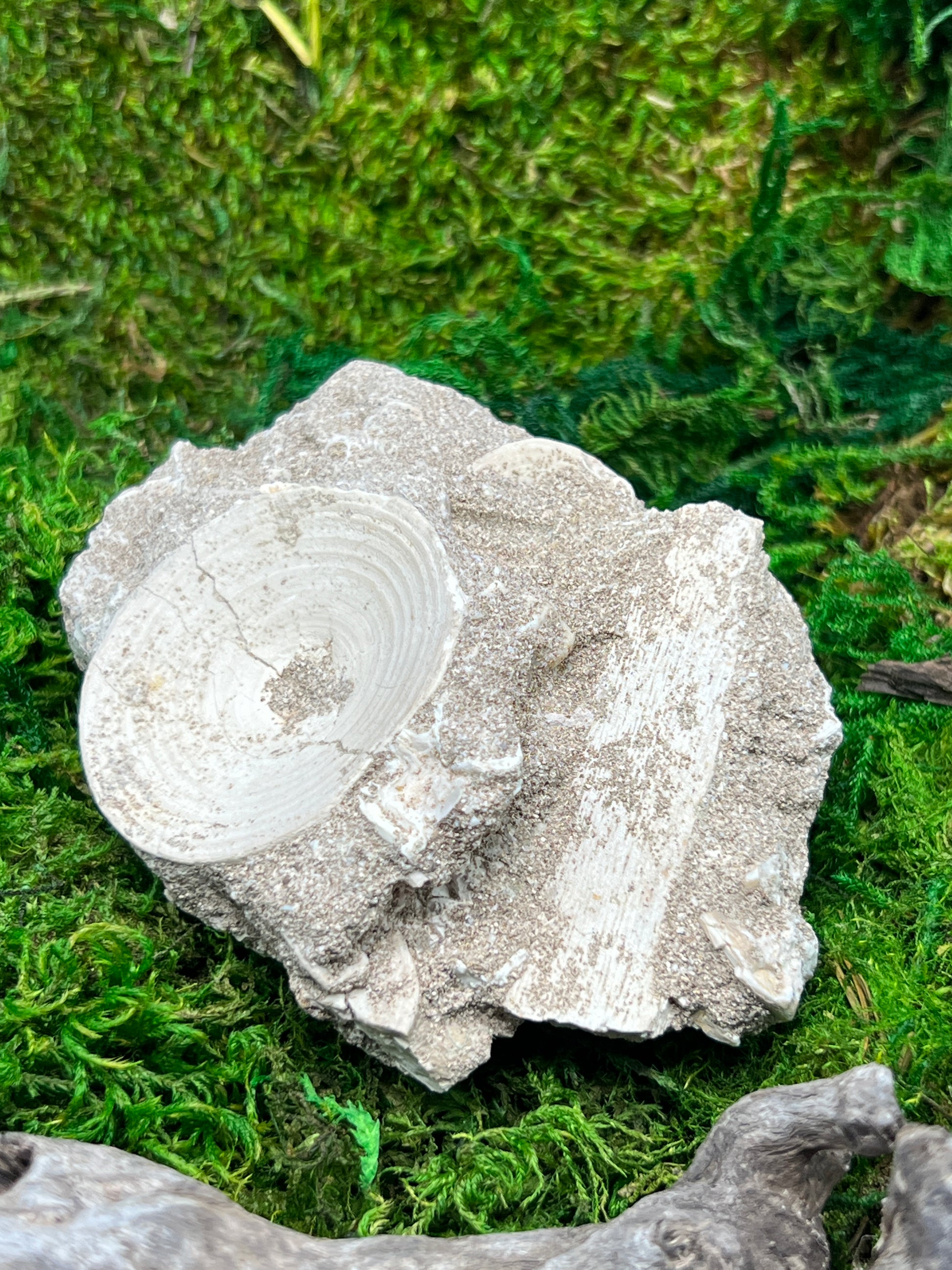 Otodus Shark Vertebrae Fossil from Morocco