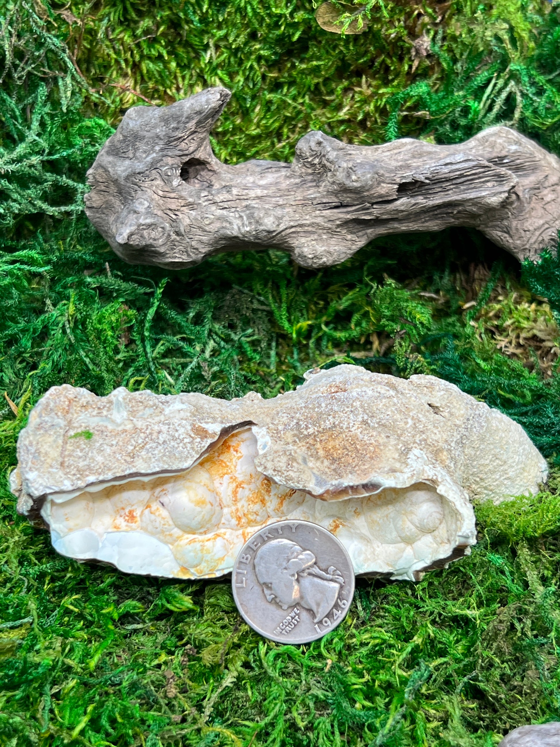 Agatized Florida Fossil Coral