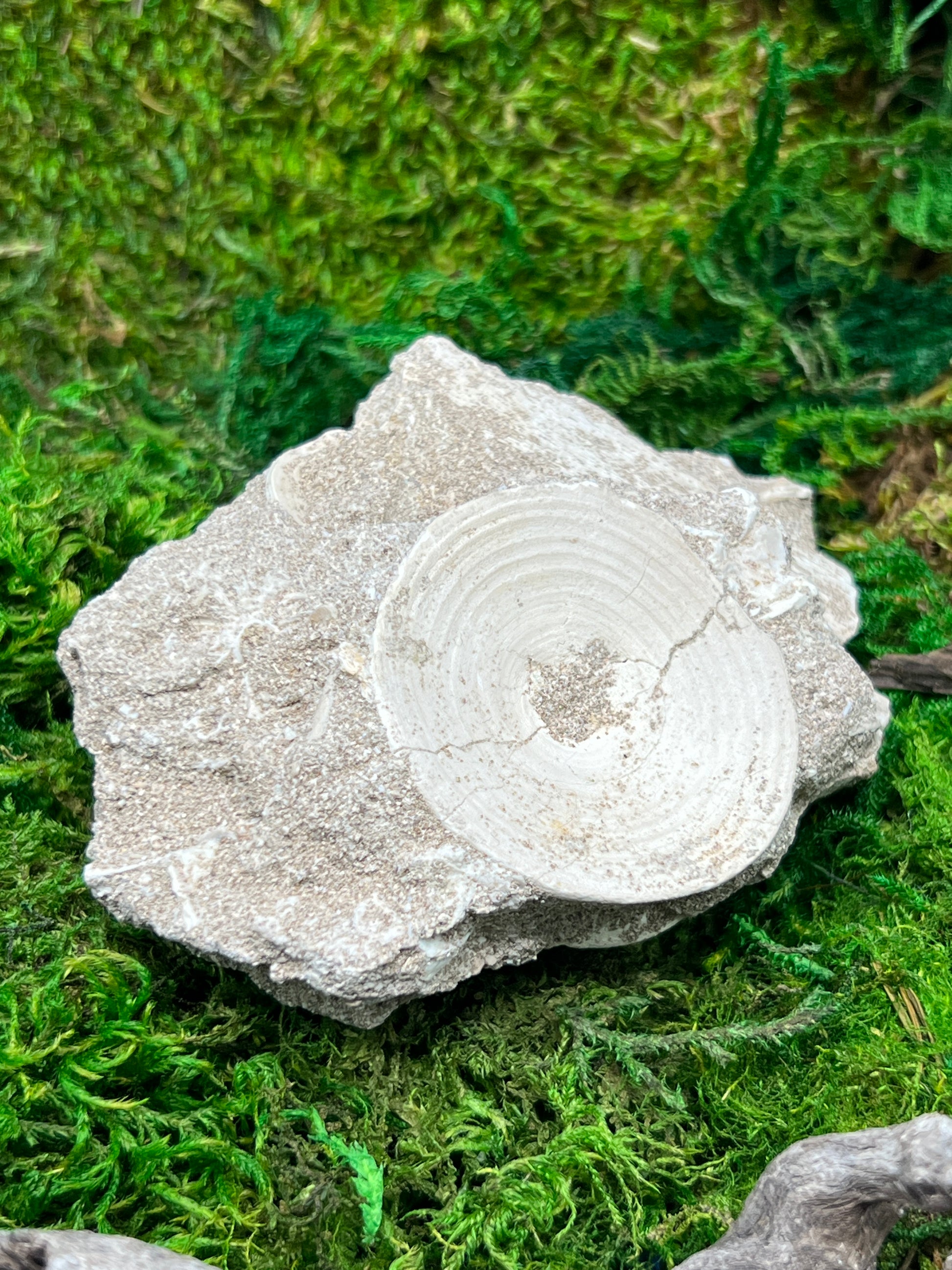 Otodus Shark Vertebrae Fossil from Morocco