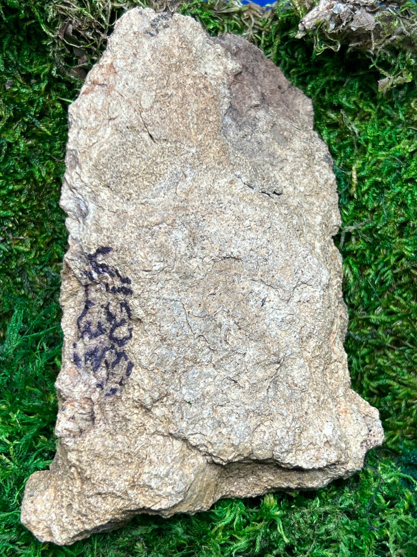 Split Petrified Wood from Morrison Formation