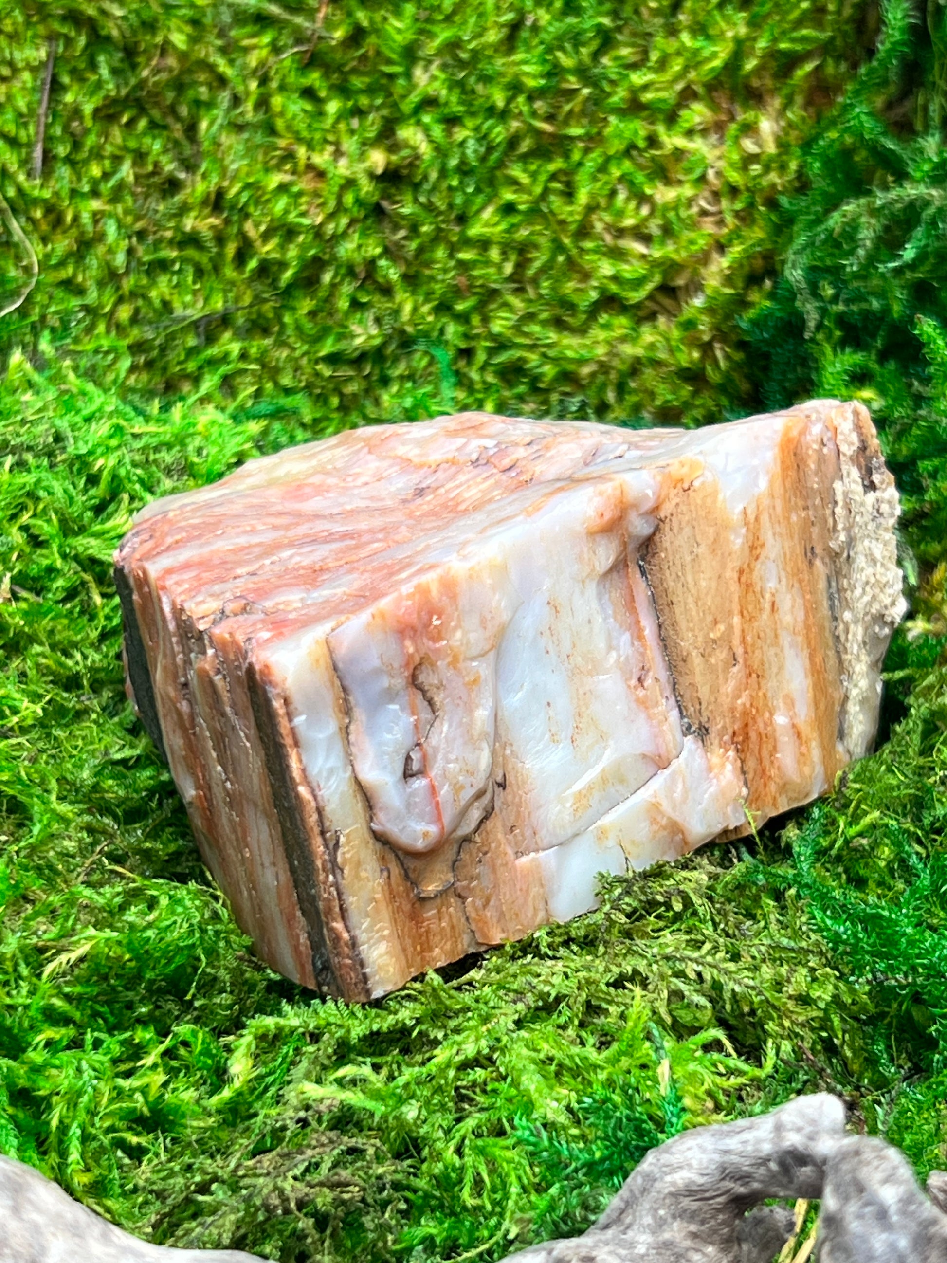 Natural Petrified Wood from Arizona