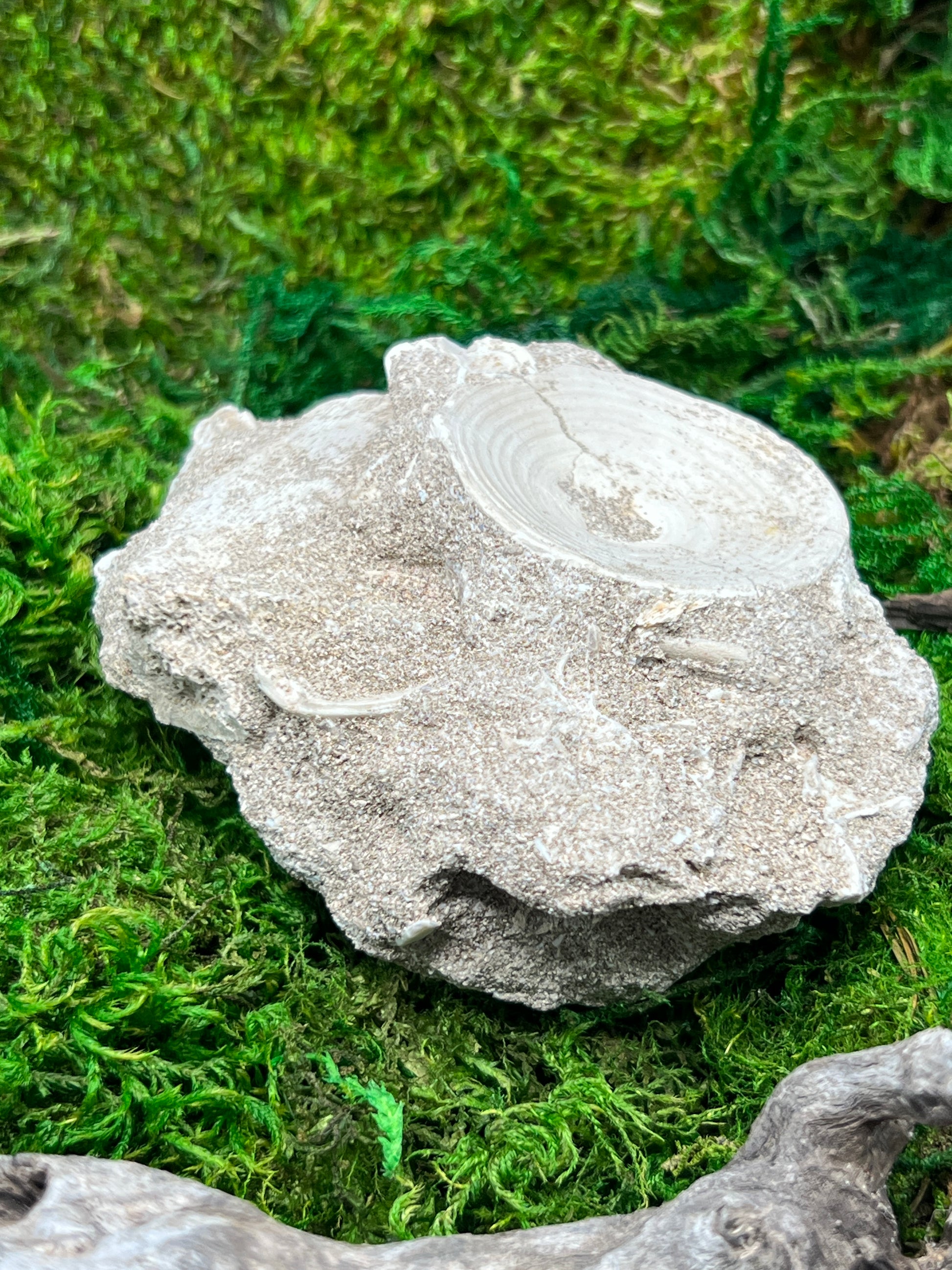 Otodus Shark Vertebrae Fossil from Morocco