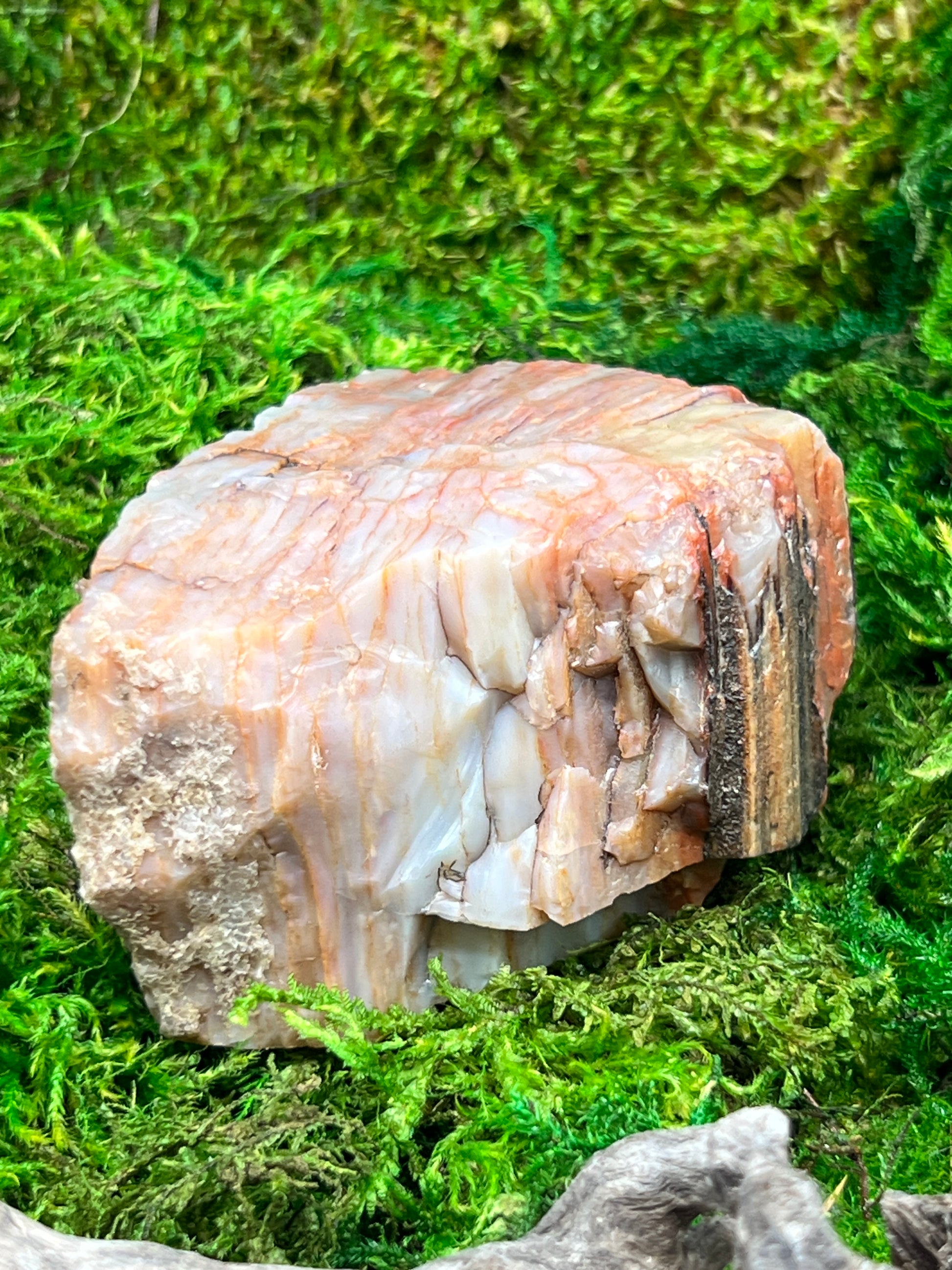 Natural Petrified Wood from Arizona