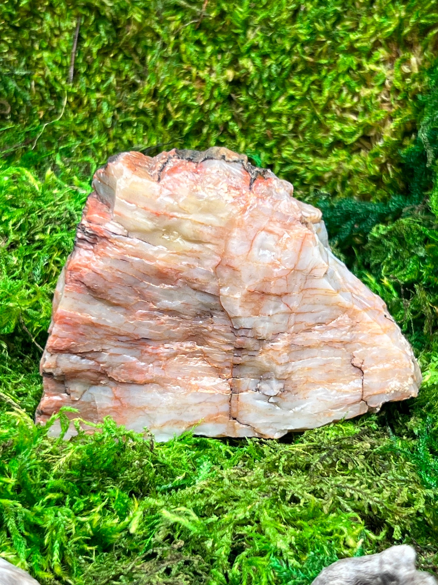 Natural Petrified Wood from Arizona