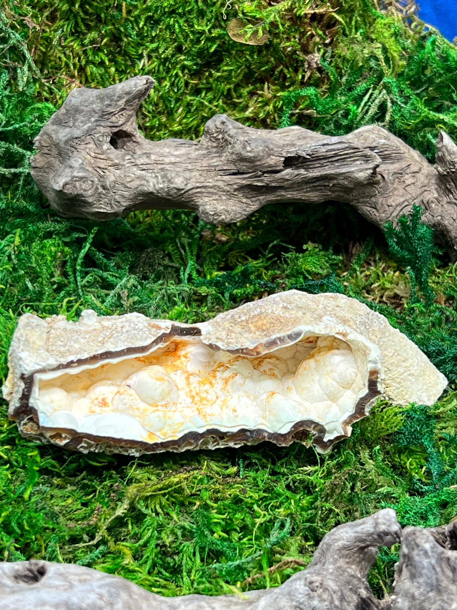 Agatized Florida Fossil Coral