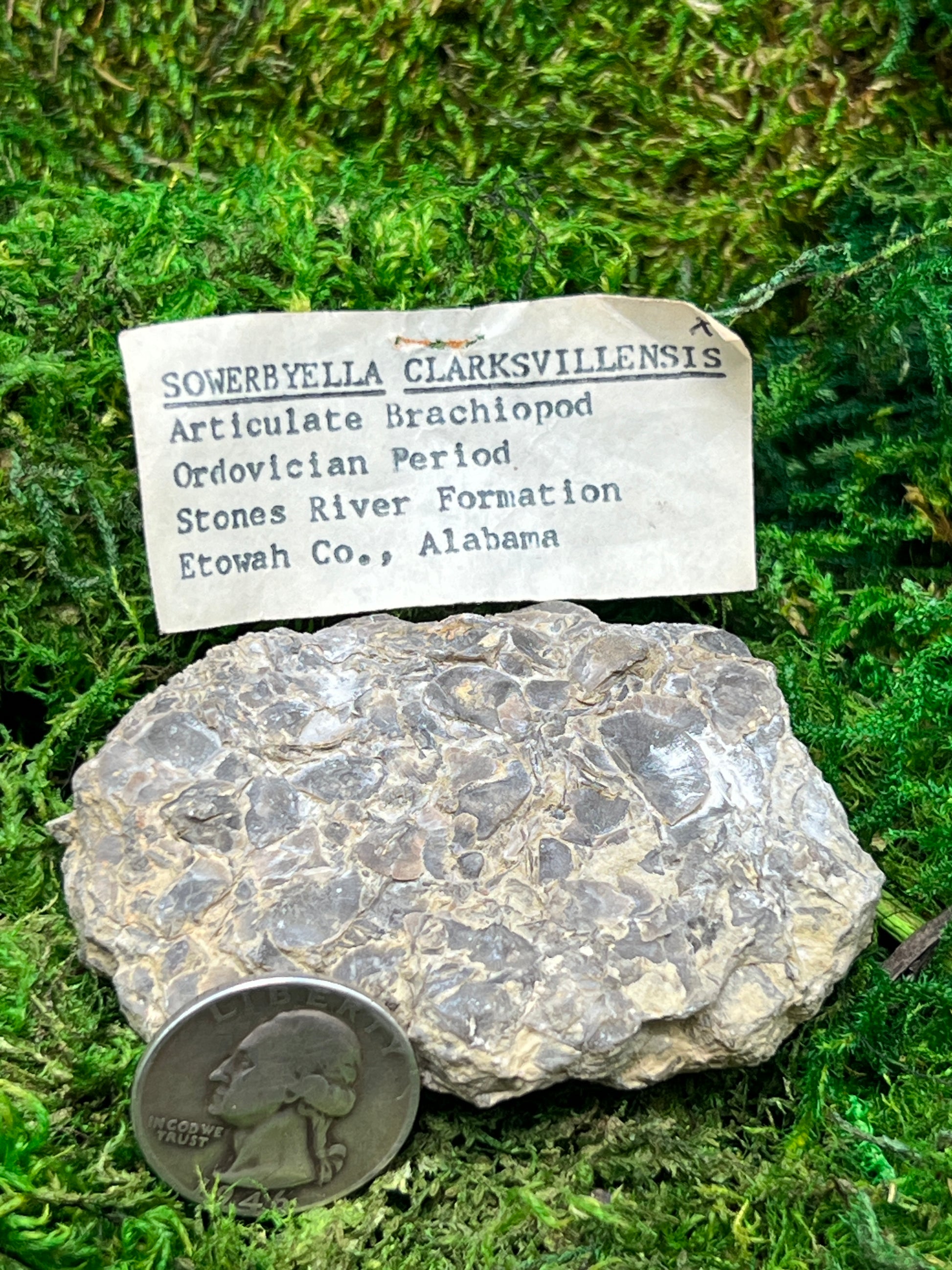 Sowerbyella Clarksvillensis Articulated Brachiopod Fossil