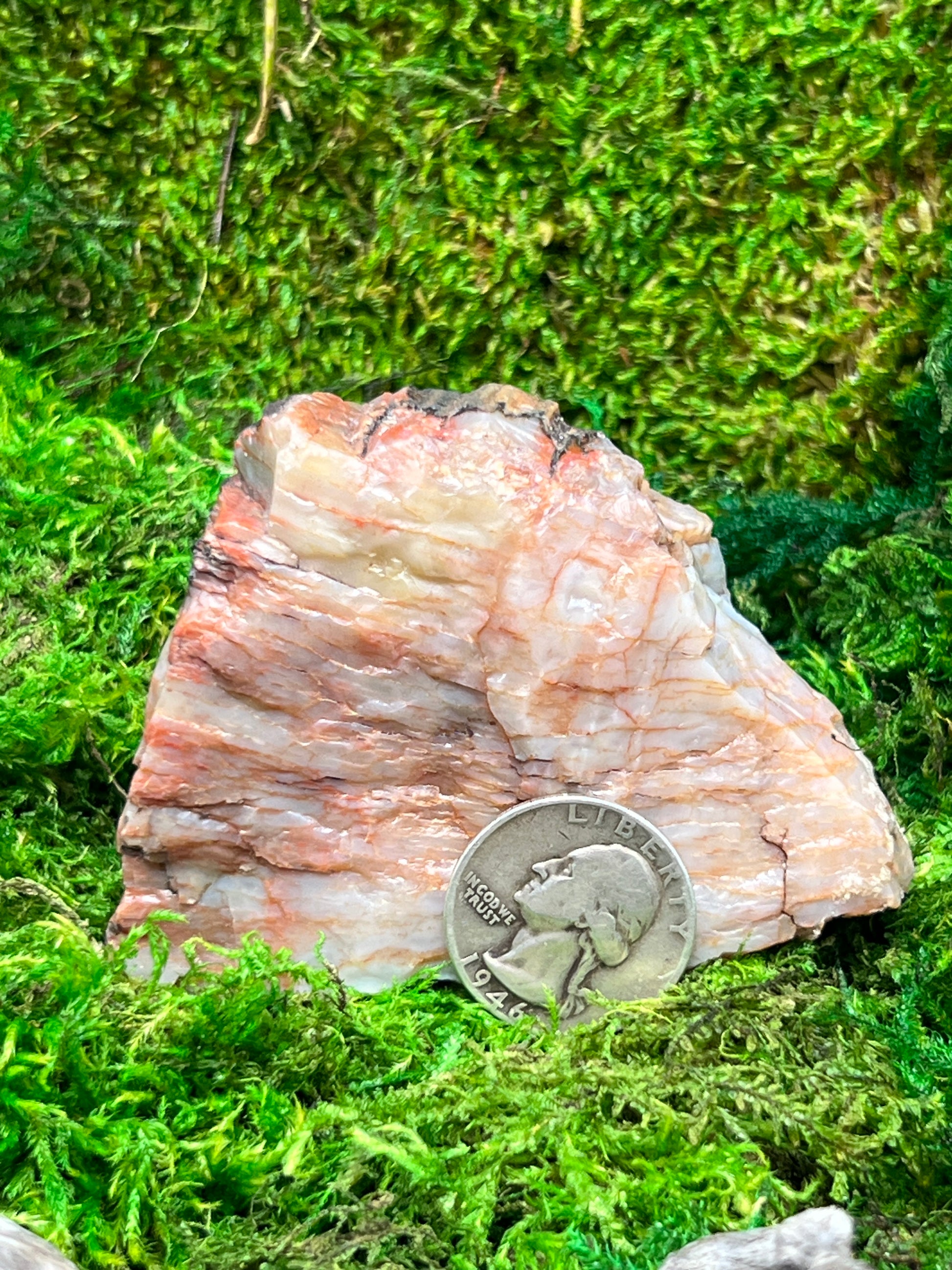 Natural Petrified Wood from Arizona