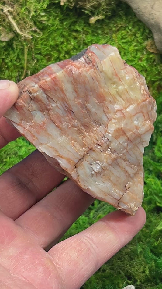 Natural Petrified Wood from Arizona