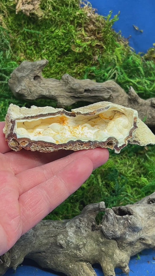 Agatized Florida Fossil Coral