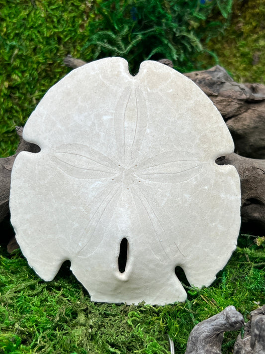 Natural Sand Dollar - Unique Marine Specimen