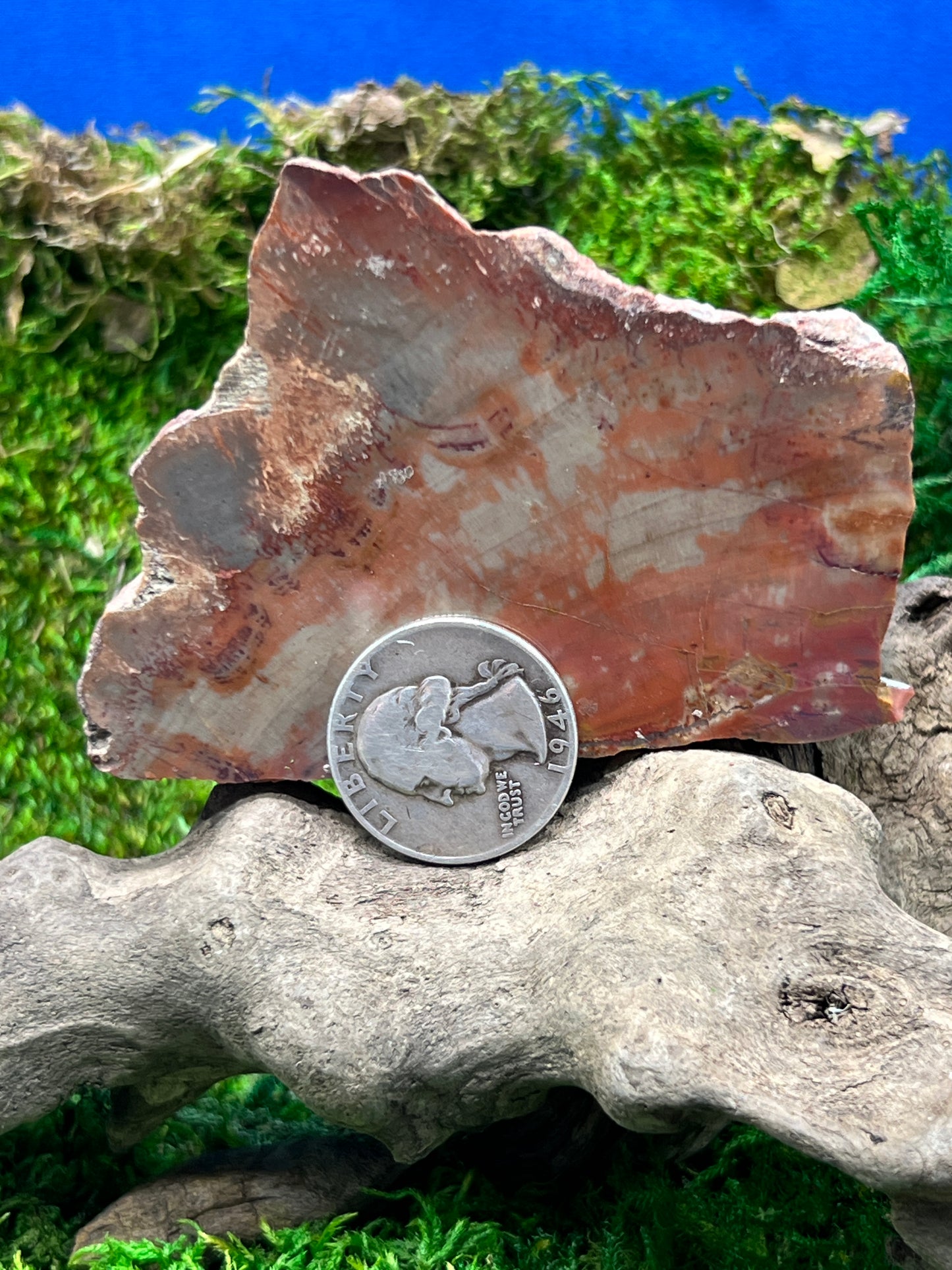 Face Polished Petrified Wood from Arizona