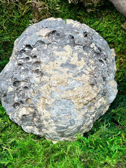 Fossilized Clamshell