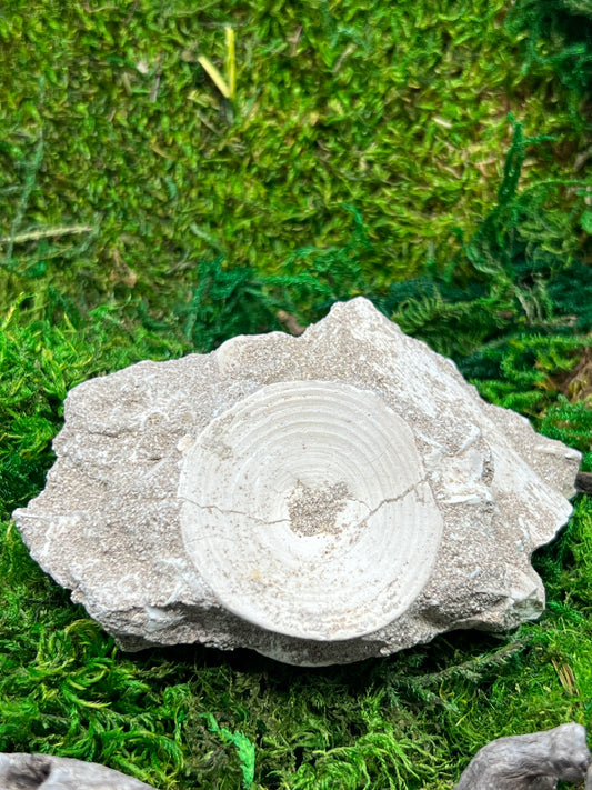 Otodus Shark Vertebrae Fossil from Morocco