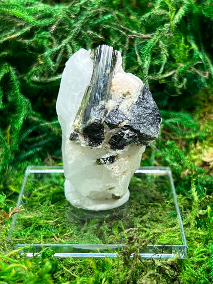 Tri-Color Cat Eye Tourmaline in Quartz Specimen