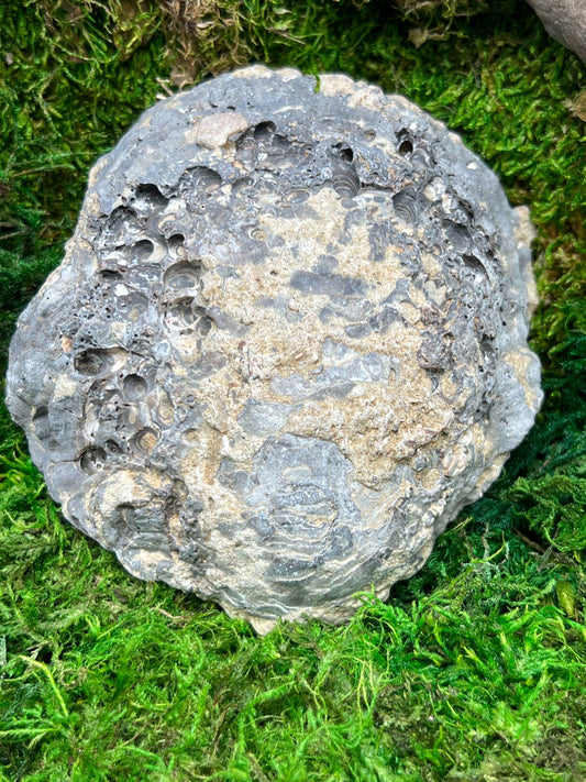 Fossilized Clamshell