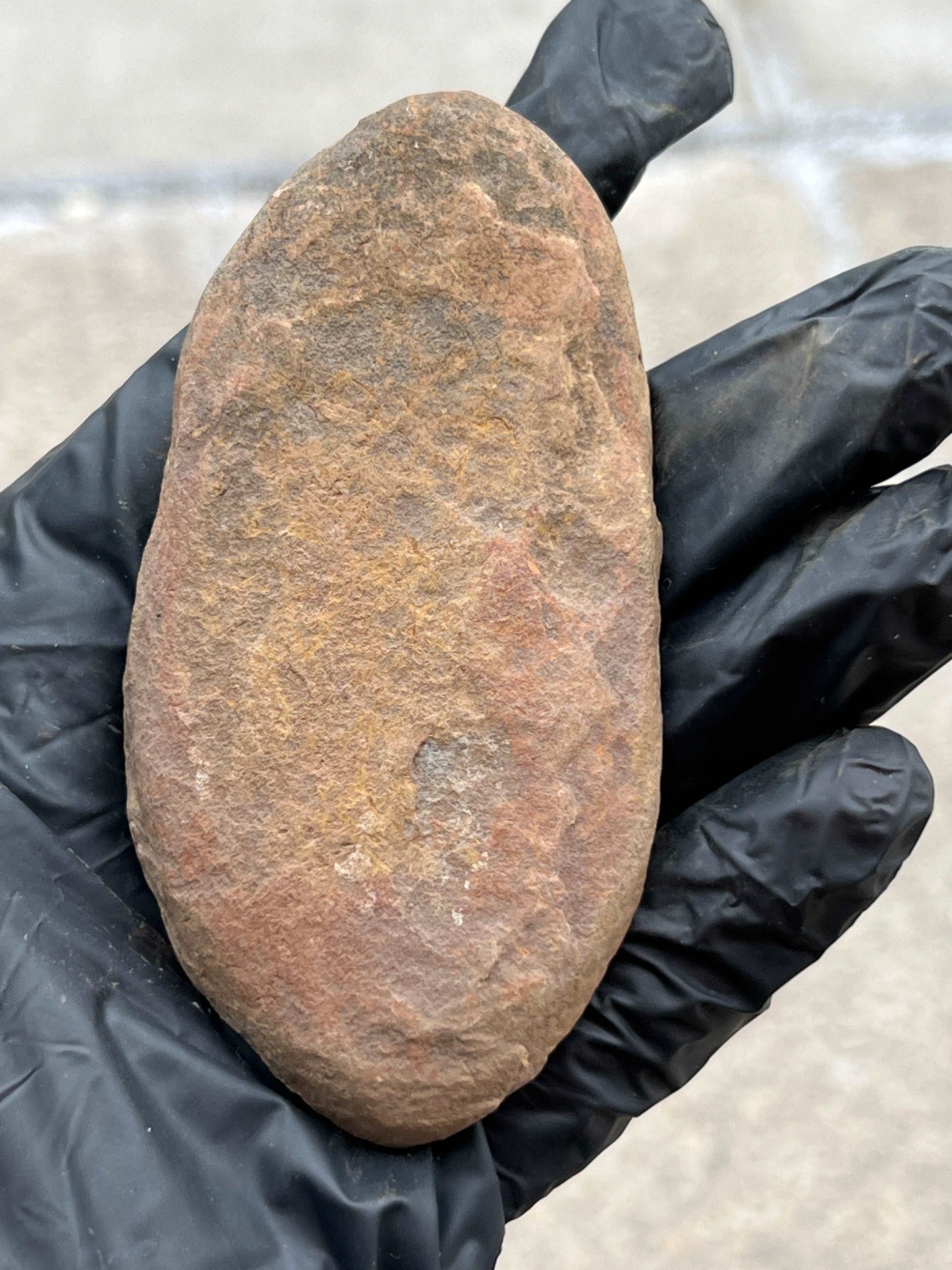 Petrified Wood Fossil