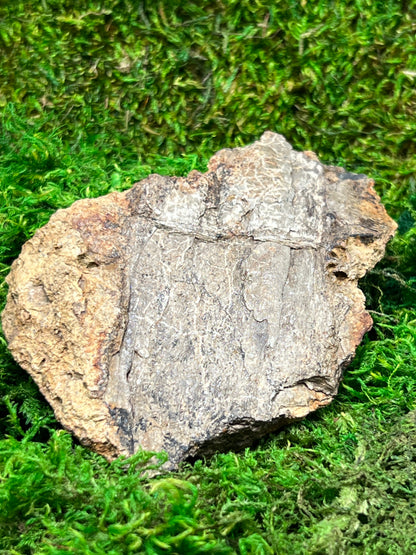 Split Petrified Wood from Morrison Formation