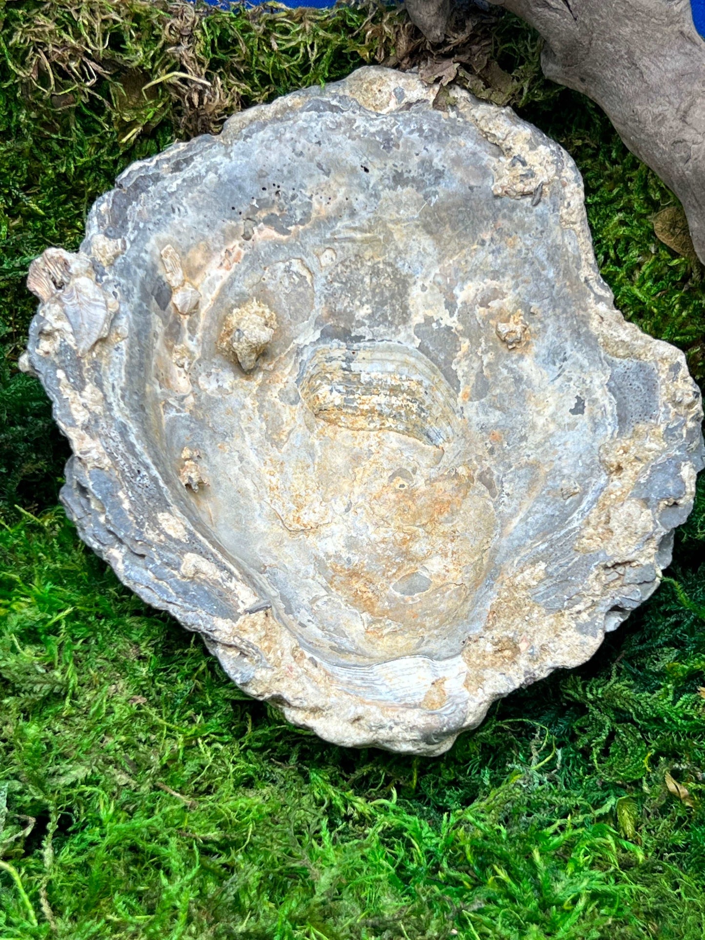 Fossilized Clamshell