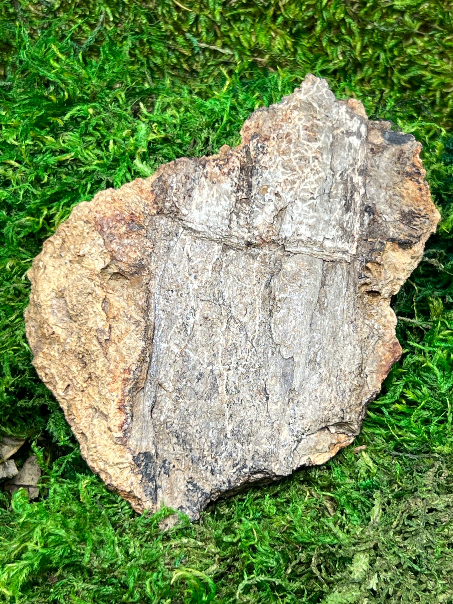 Split Petrified Wood from Morrison Formation