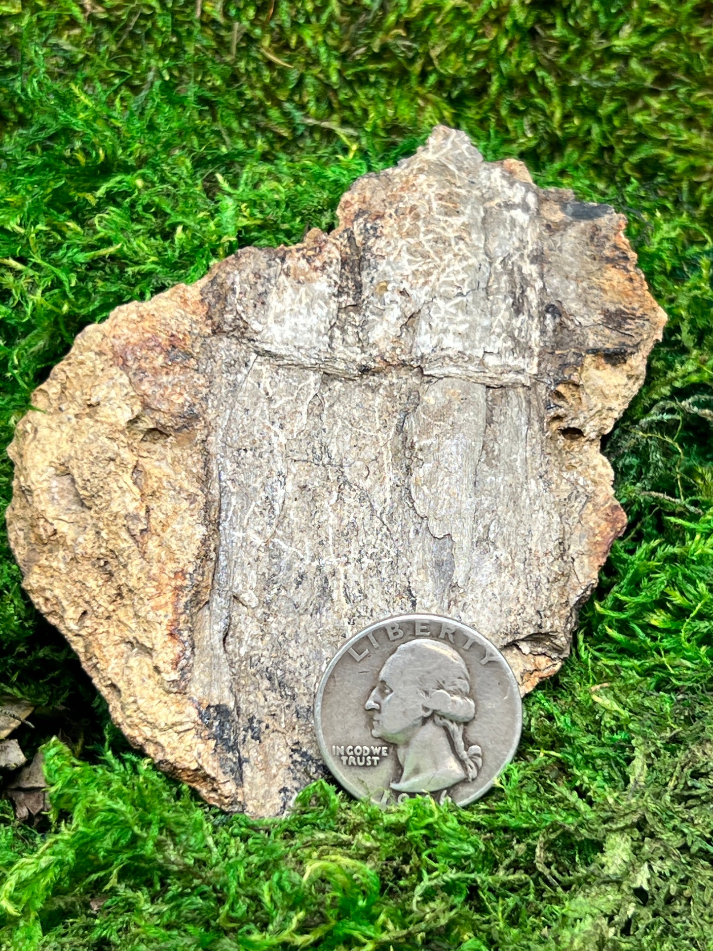 Split Petrified Wood from Morrison Formation