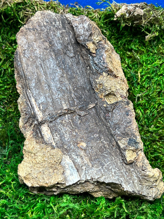 Split Petrified Wood from Morrison Formation